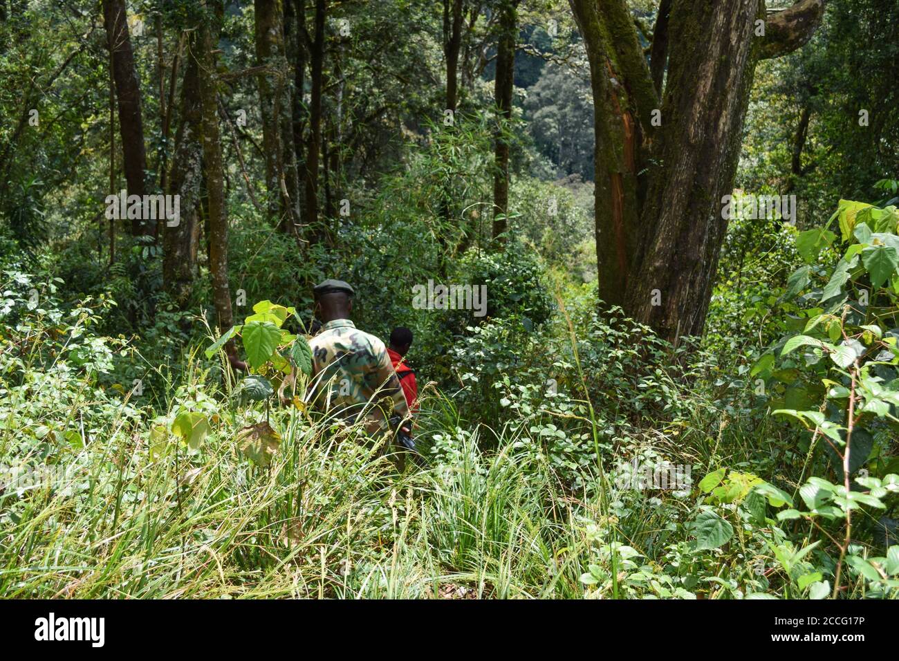 A group of hikers descending in forest at Aberdare Ranges, Kenya Stock Photo