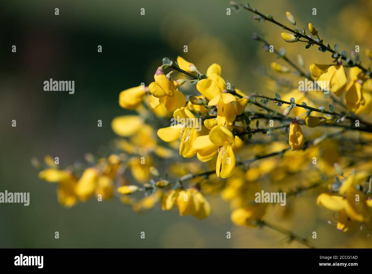 Yellow Broom High Resolution Stock Photography and Images Alamy