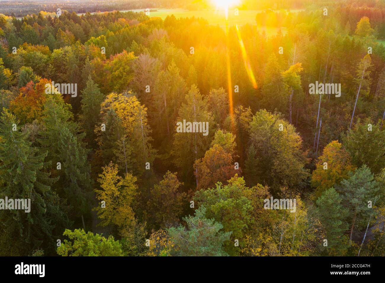 autumn mixed forest at sunset, near Königsdorf, Tölzer Land, aerial view, Upper Bavaria, Bavaria, Germany Stock Photo