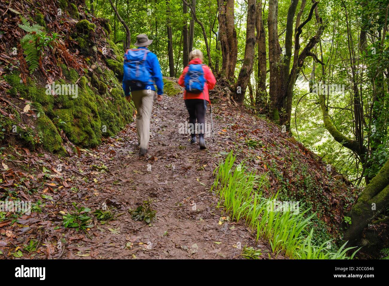 Couple hikes on forest path in cloud forest at El Cedro, Garajonay National Park, La Gomera, Canary Islands, Spain Stock Photo