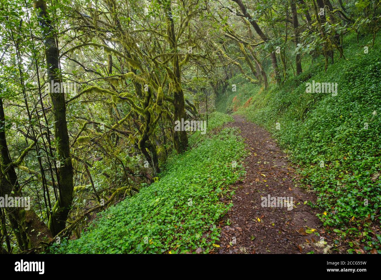Forest path in the cloud forest at El Cedro, Garajonay National Park, La Gomera, Canary Islands, Spain Stock Photo