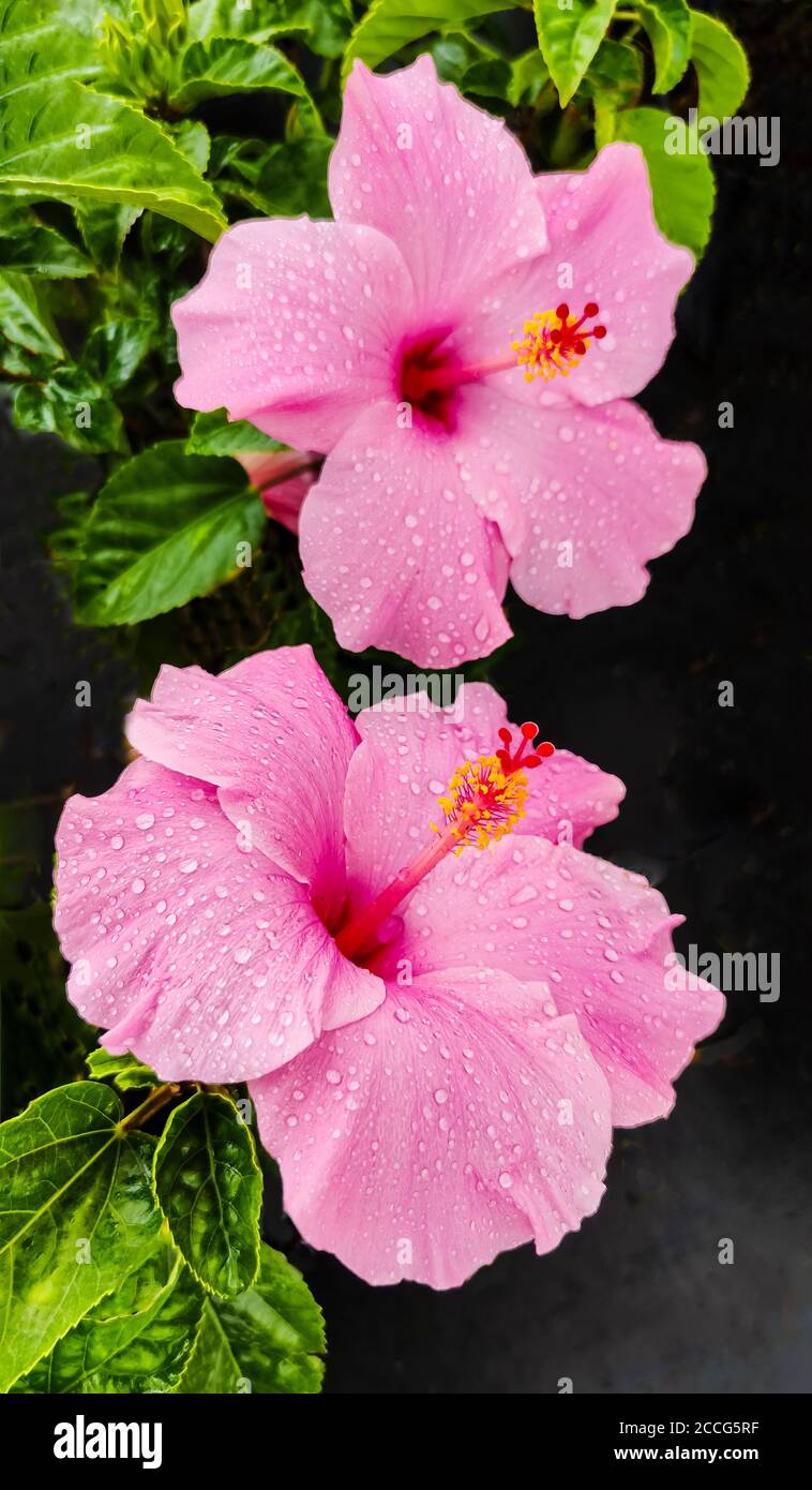 Hibiscus Flowers High Resolution Stock Photography and Images - Alamy