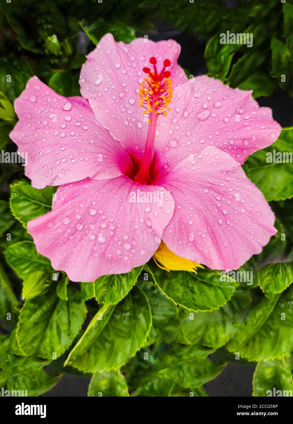 Hibiscus flower, close-up Stock Photo