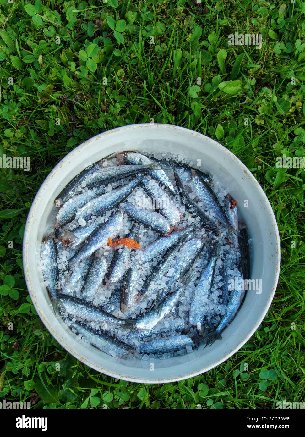 Closeup of a bowl full of salted fish ( Vendace , Coregonus albula ) , Finland Stock Photo