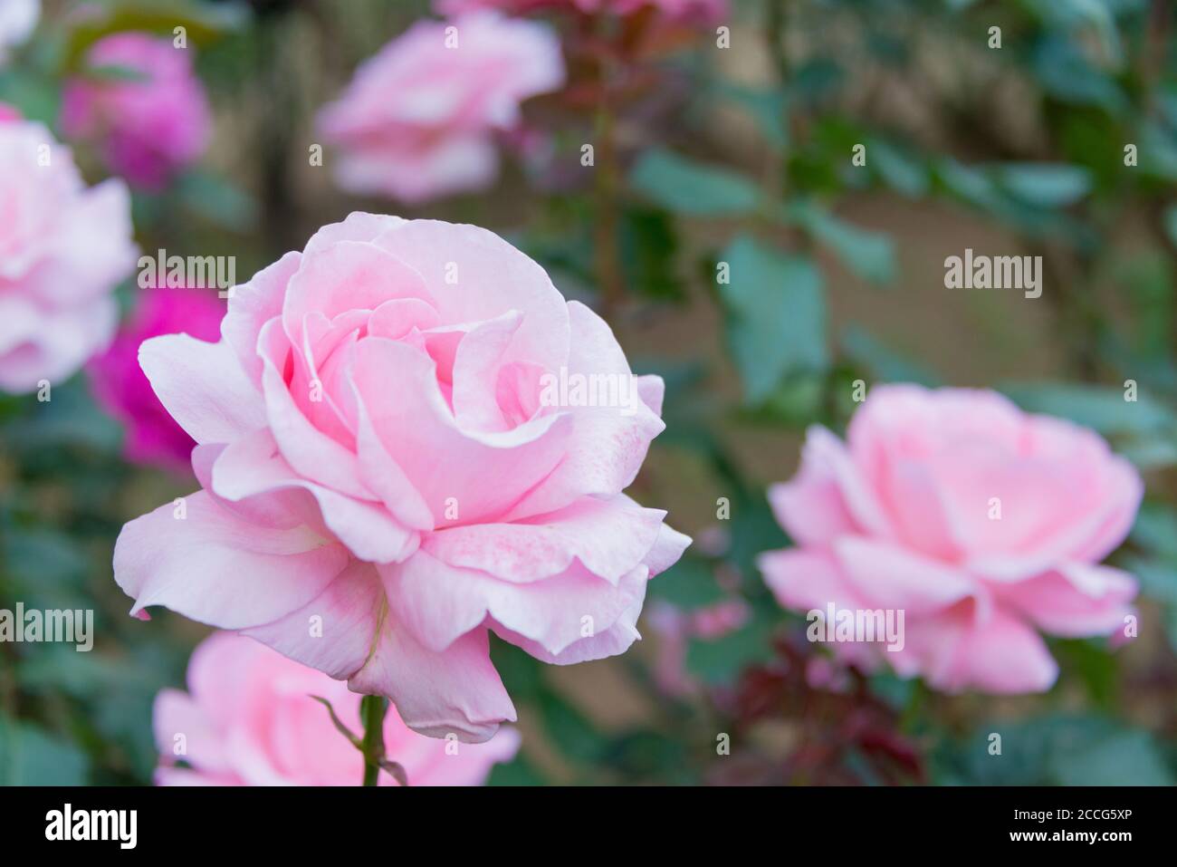 Christian dior rose bush 2025