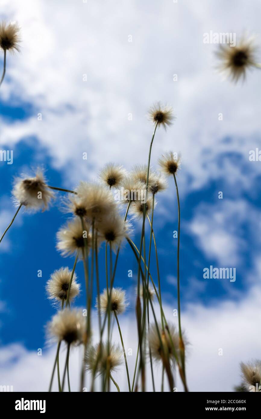 Europe, Germany, Bavaria, Bavarian Forest, National Park, low angle shot of cotton gras with sky, Stock Photo