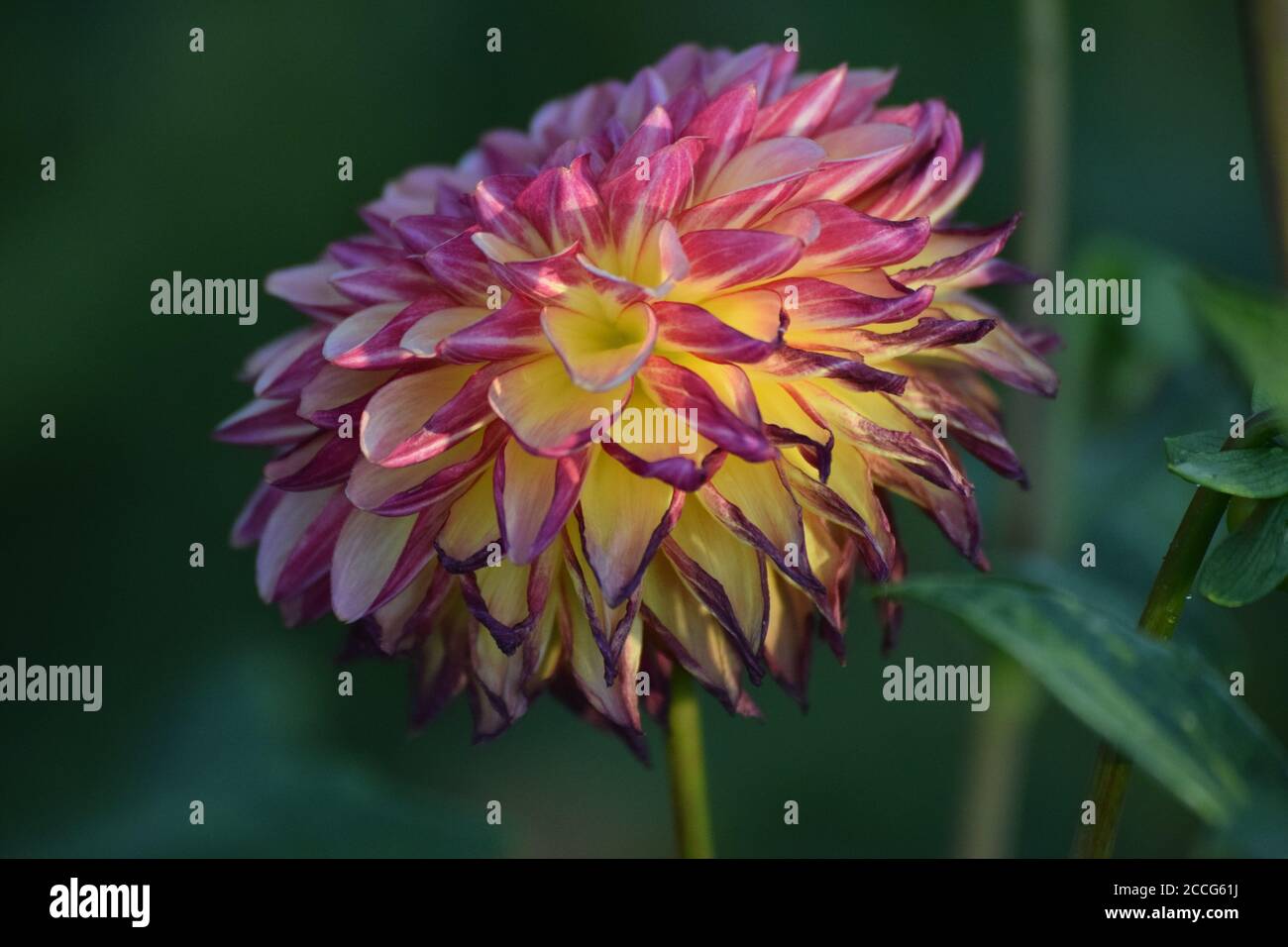 late blooming Dahlia with partly withered Leaves Stock Photo