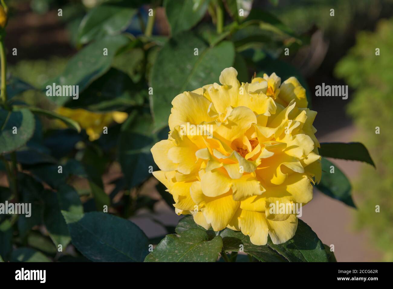 Tokyo, Japan - Rose Flower (Duftgold) at Kyu-Furukawa Gardens in Tokyo,  Japan Stock Photo - Alamy