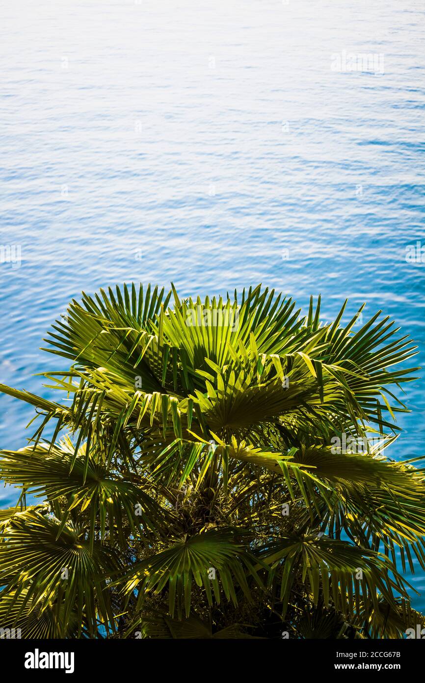 Europe, Italy, Lago di Garda, Limone sul Garda, palm trees on the lakeshore, Stock Photo