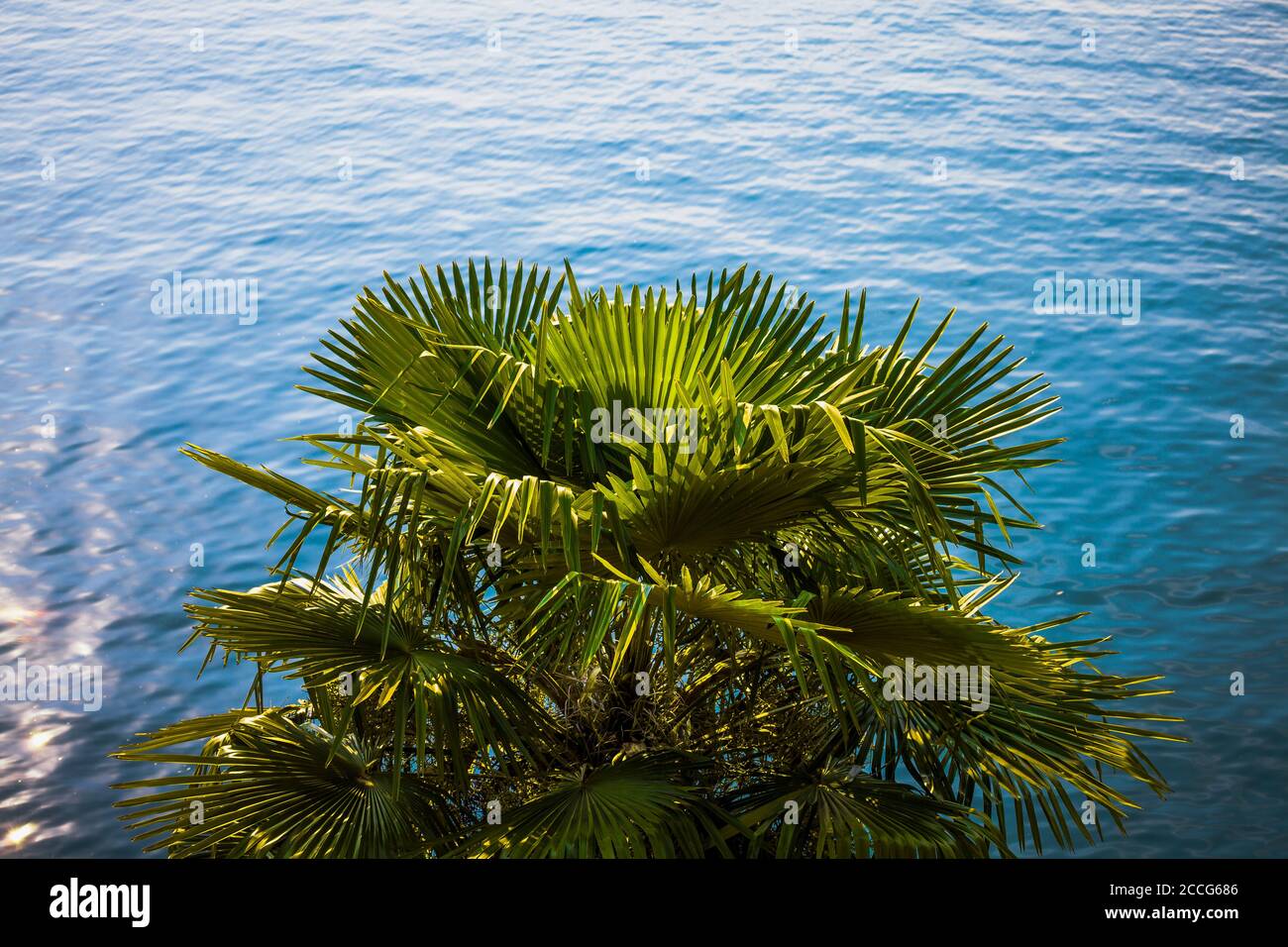 Europe, Italy, Lago di Garda, Limone sul Garda, palm trees on the lakeshore, Stock Photo