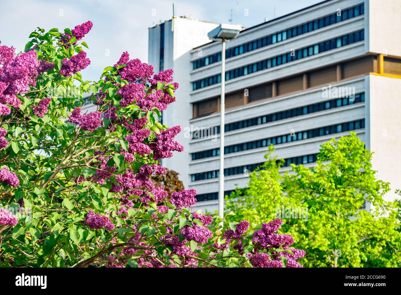 Beautiful lilac purple flowers blooming in the city Stock Photo