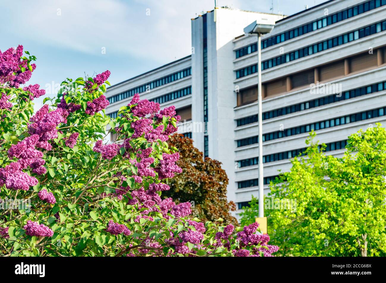 Beautiful lilac purple flowers blooming in the city Stock Photo