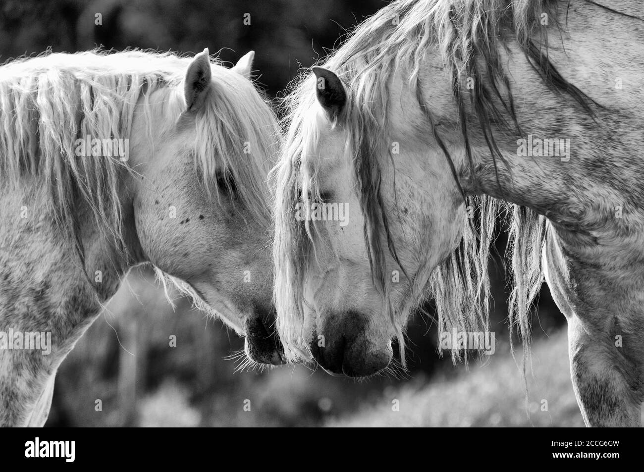 Horse PRE (Pure Race Espagnole), Spanish breed, Portrait (Equus caballus) Stock Photo