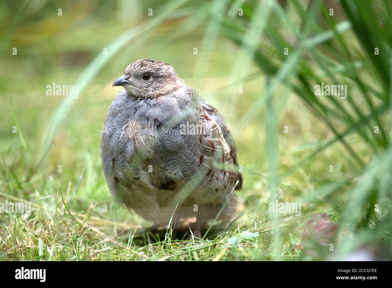 Baby partridge hires stock photography and images Alamy