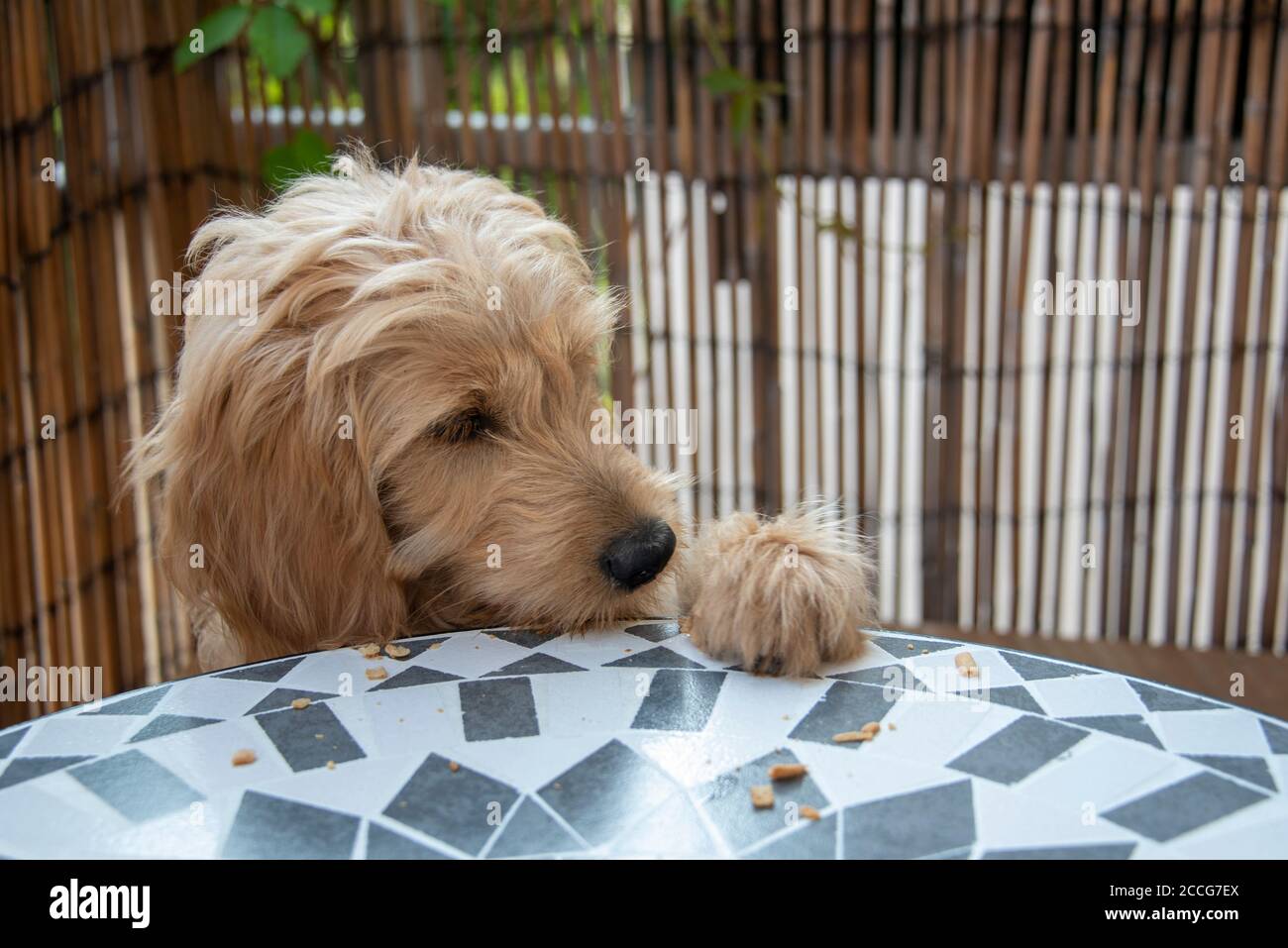 Mini Goldendoodle, cross between miniature poodle and golden retriever, steals a biscuit from the table. Stock Photo