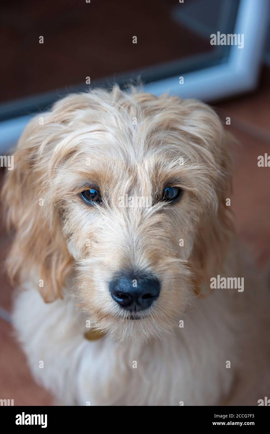 young dog, Mini cross between poodle and golden retriever Stock Photo - Alamy