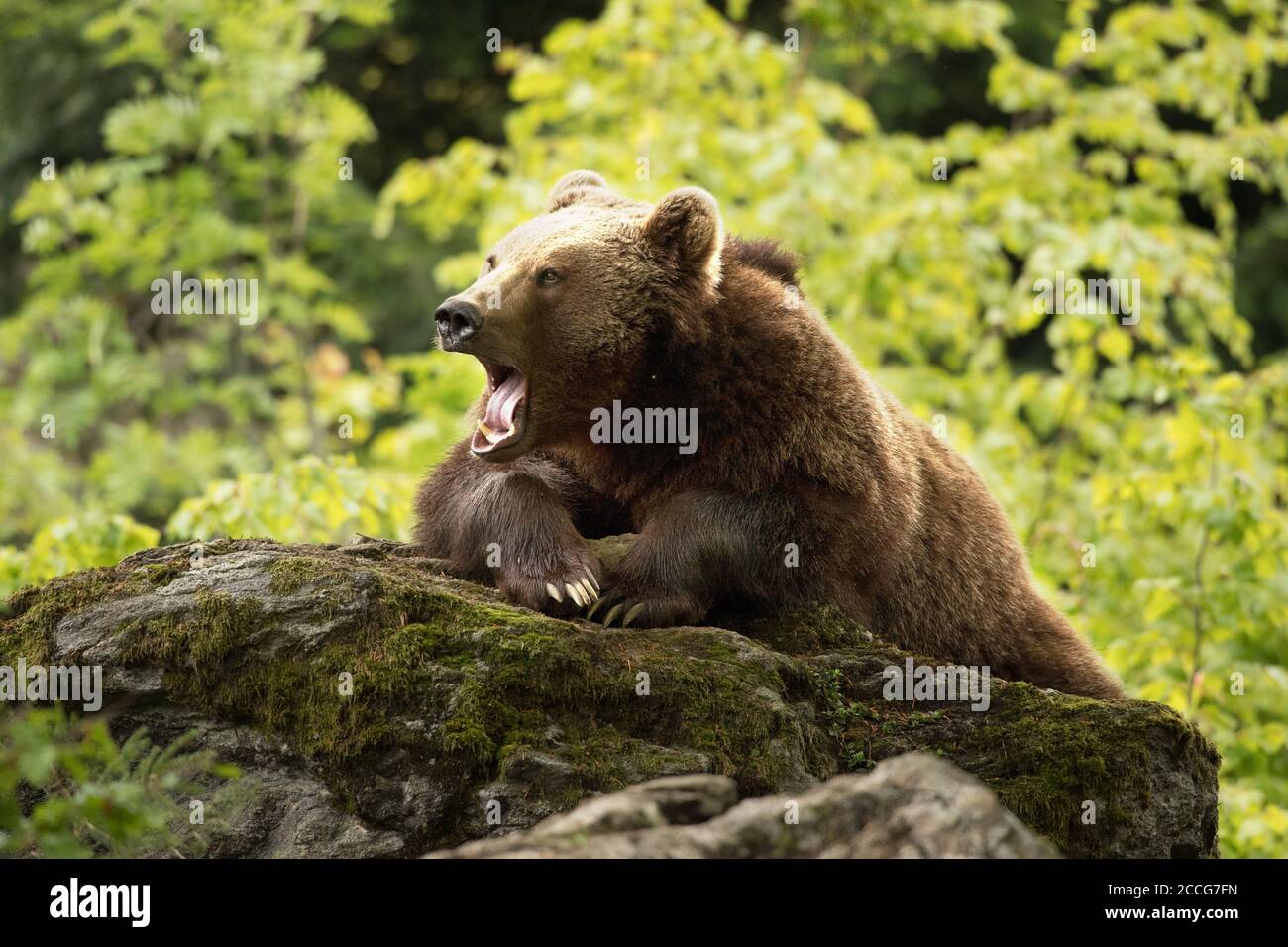 Brown bear in the spring Stock Photo - Alamy