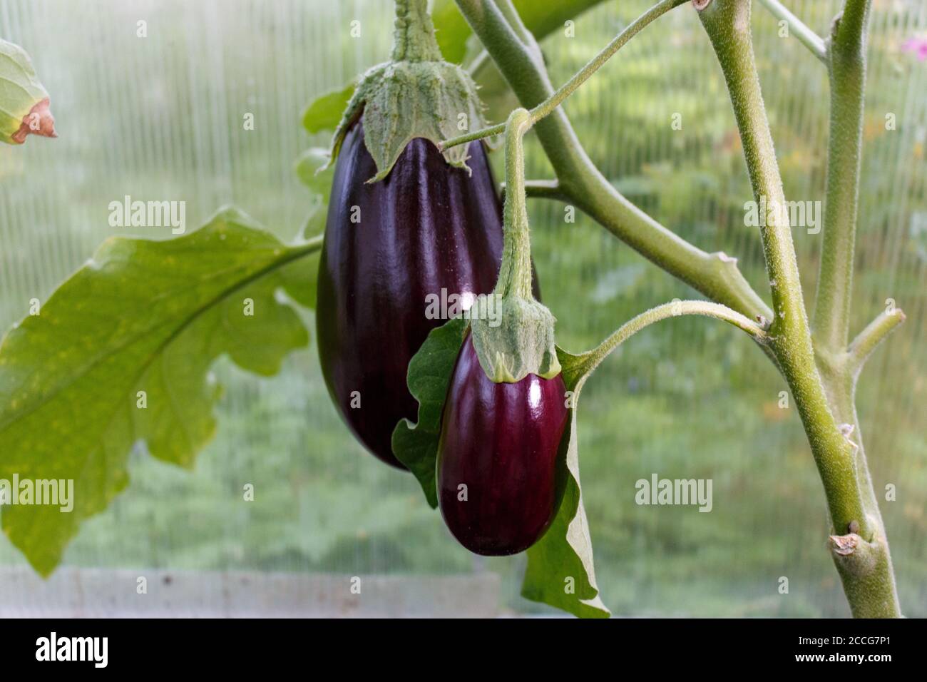Eggplant grows in a greenhouse in the village Stock Photo Alamy