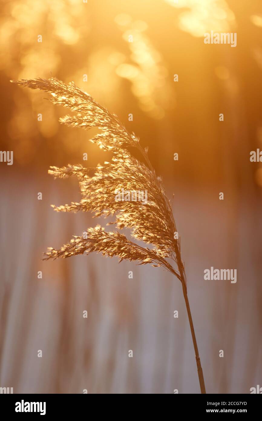 Europe, Germany, Lower Saxony, Otterndorf. In the golden evening light, the reed swings in the cool wind. Stock Photo