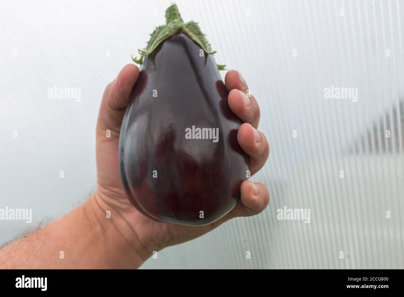 Man holds in his hand eggplant Stock Photo Alamy