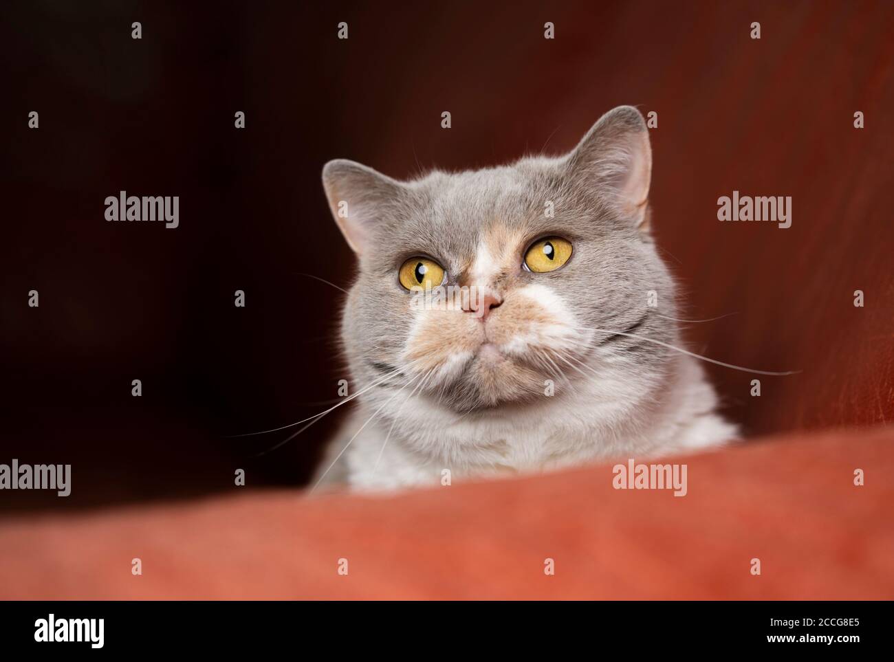 british shorthair cat portrait on red sofa Stock Photo