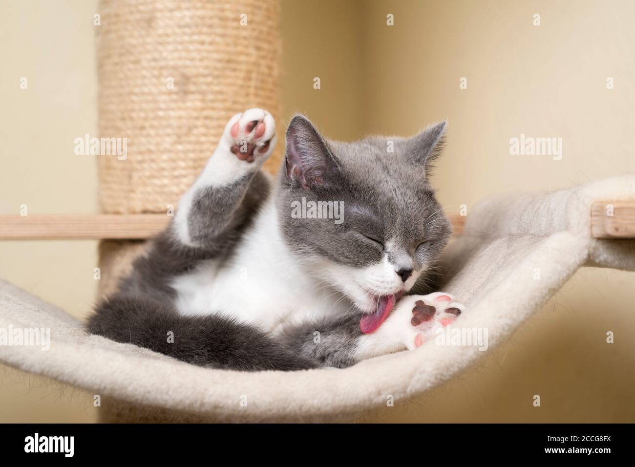 cat grooming post