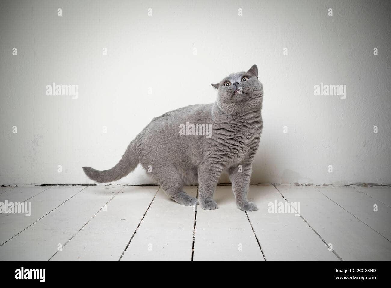 funny portrait of a blue british shorthair cat looking shocked Stock Photo