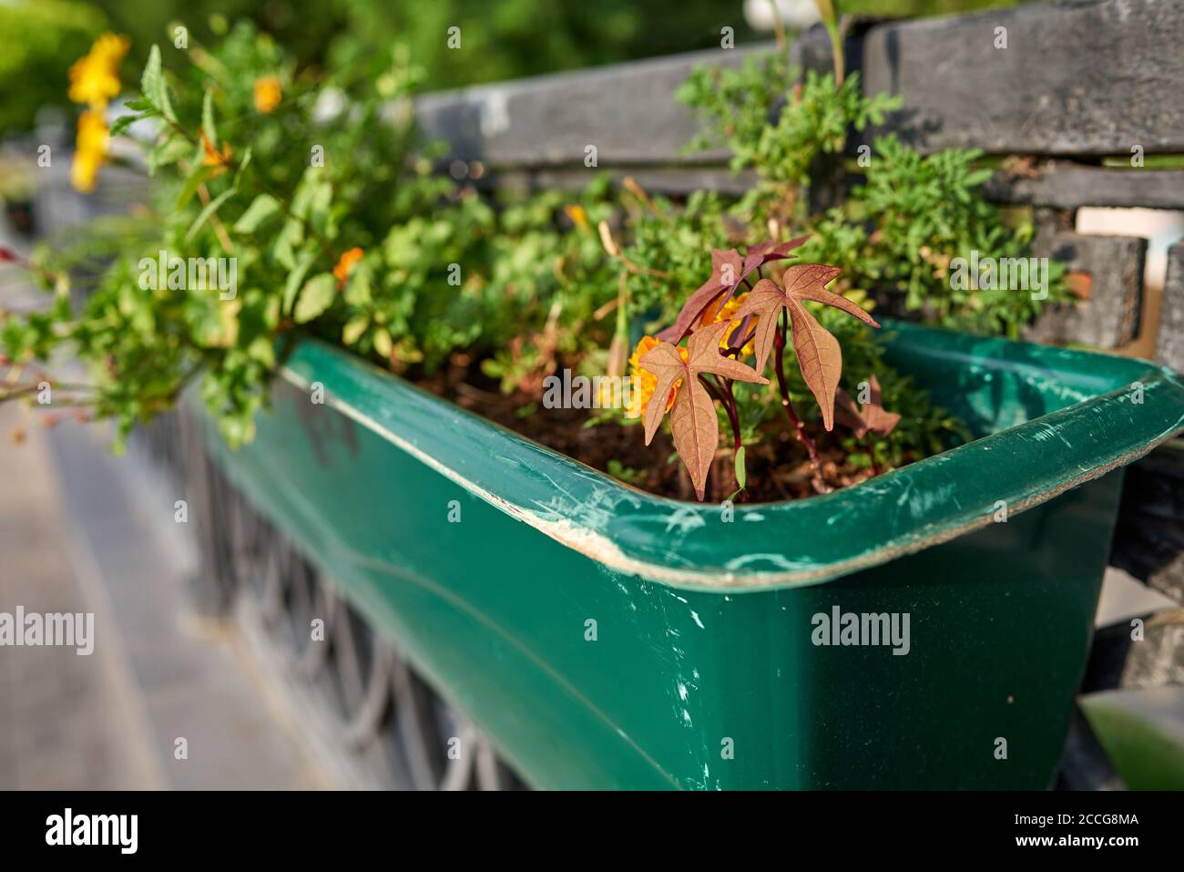 Brown palmate-lobed leaves of Ipomoea batatas in green street flowerpot Stock Photo