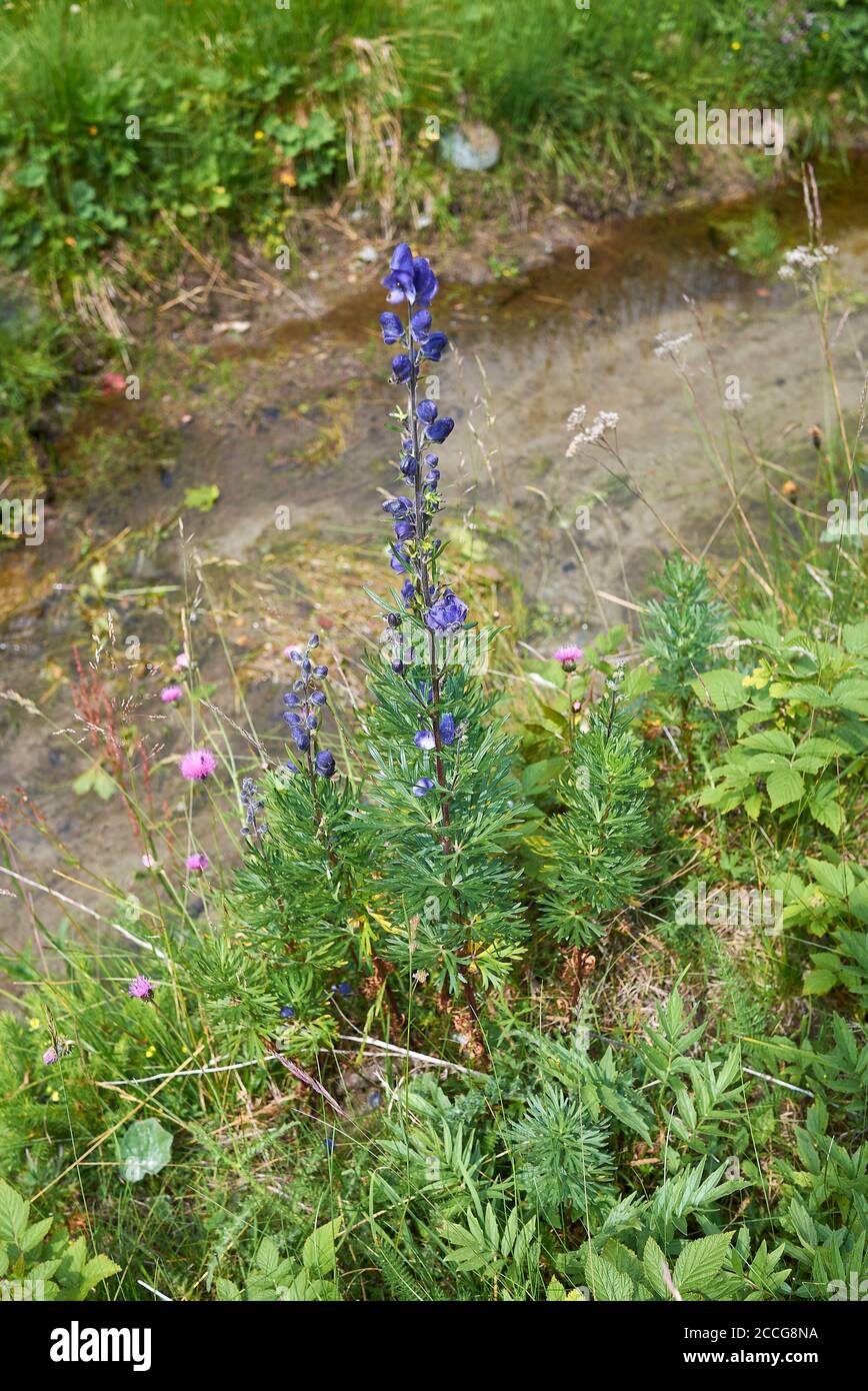 Aconitum napellus close up blue flowers and leaves Stock Photo