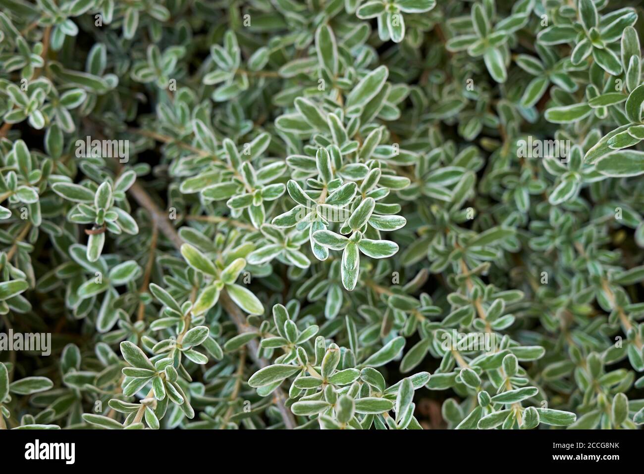 Coprosma kirkii variegata branch close up Stock Photo - Alamy