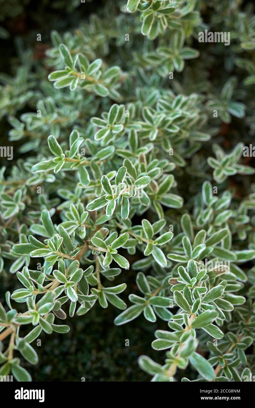 Coprosma kirkii variegata branch close up Stock Photo - Alamy
