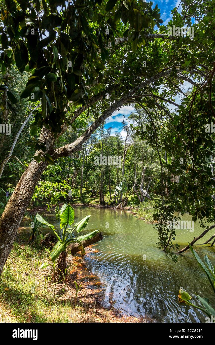 Water banana palms, (Typhonodorum lindleyanum), tropical vegetation on the Ivolina River, Ivoloina National Park, Ivoloina River, Taomasina, Tamatave, Stock Photo
