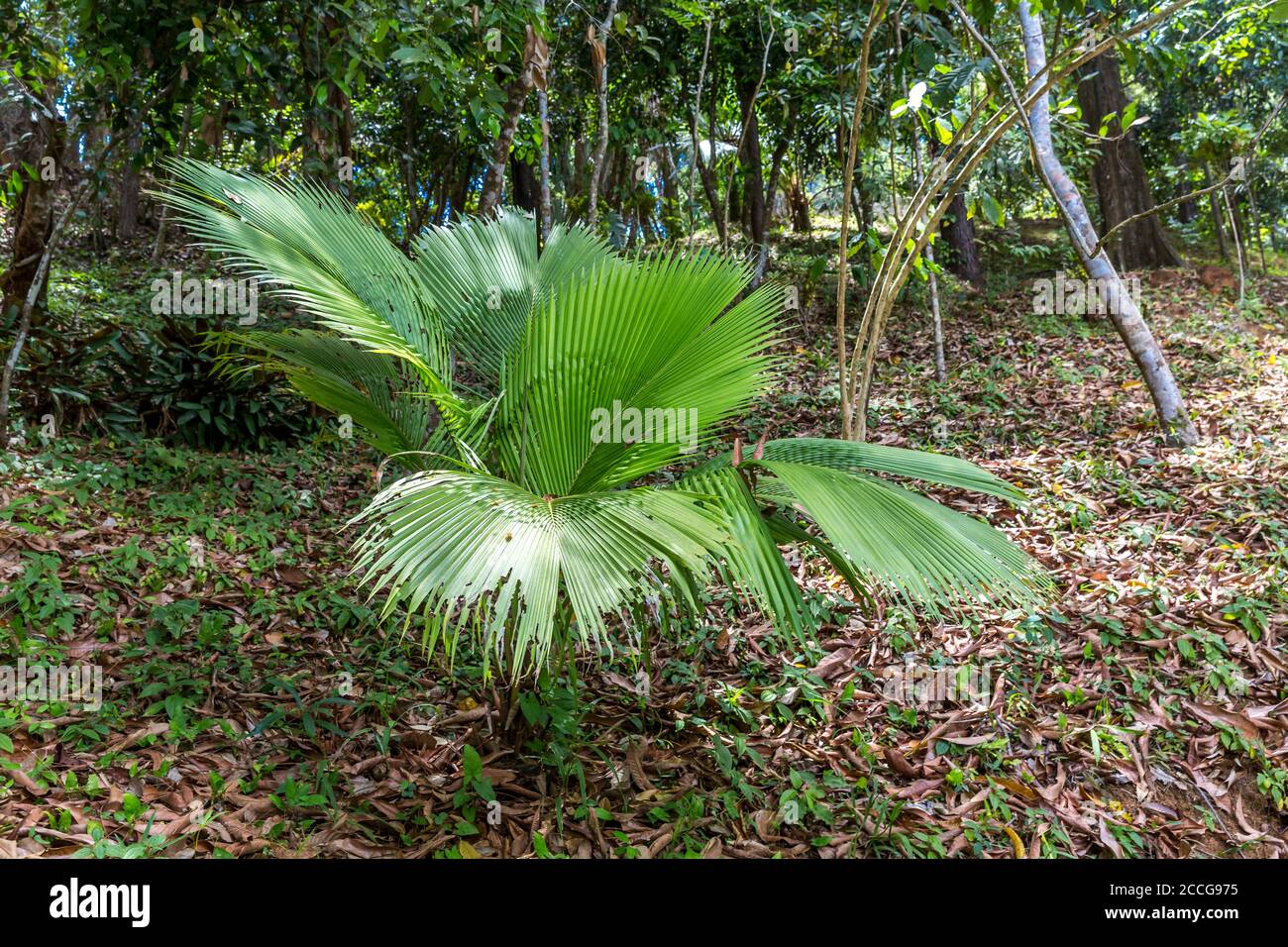 Kerriodoxa palm, (Kerriodoxa elegans), tropical vegetation on the Ivolina River, Ivoloina National Park, Ivoloina River, Taomasina, Tamatave, Madagasc Stock Photo