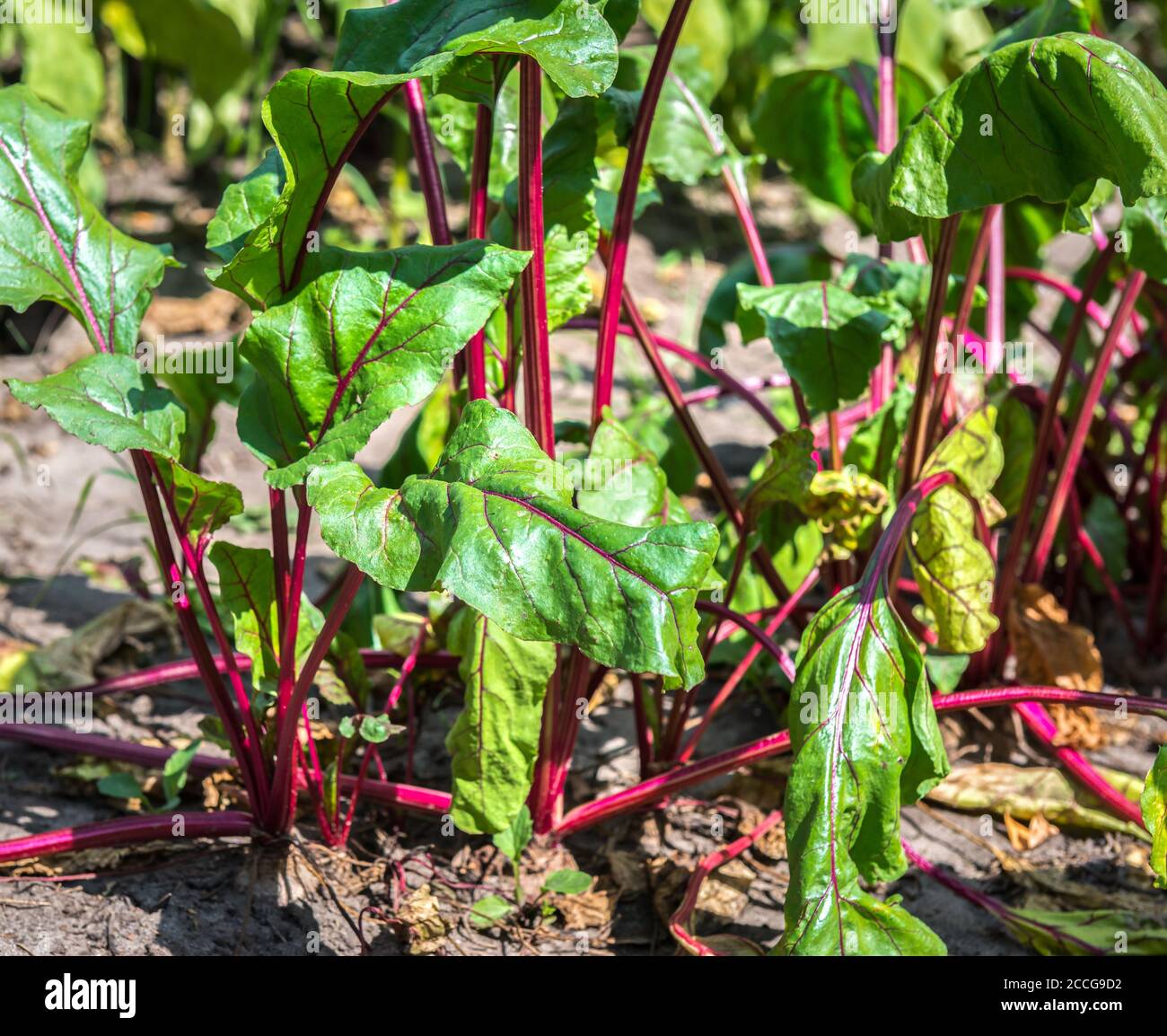 Leaves of young growing beet in the garden Stock Photo Alamy