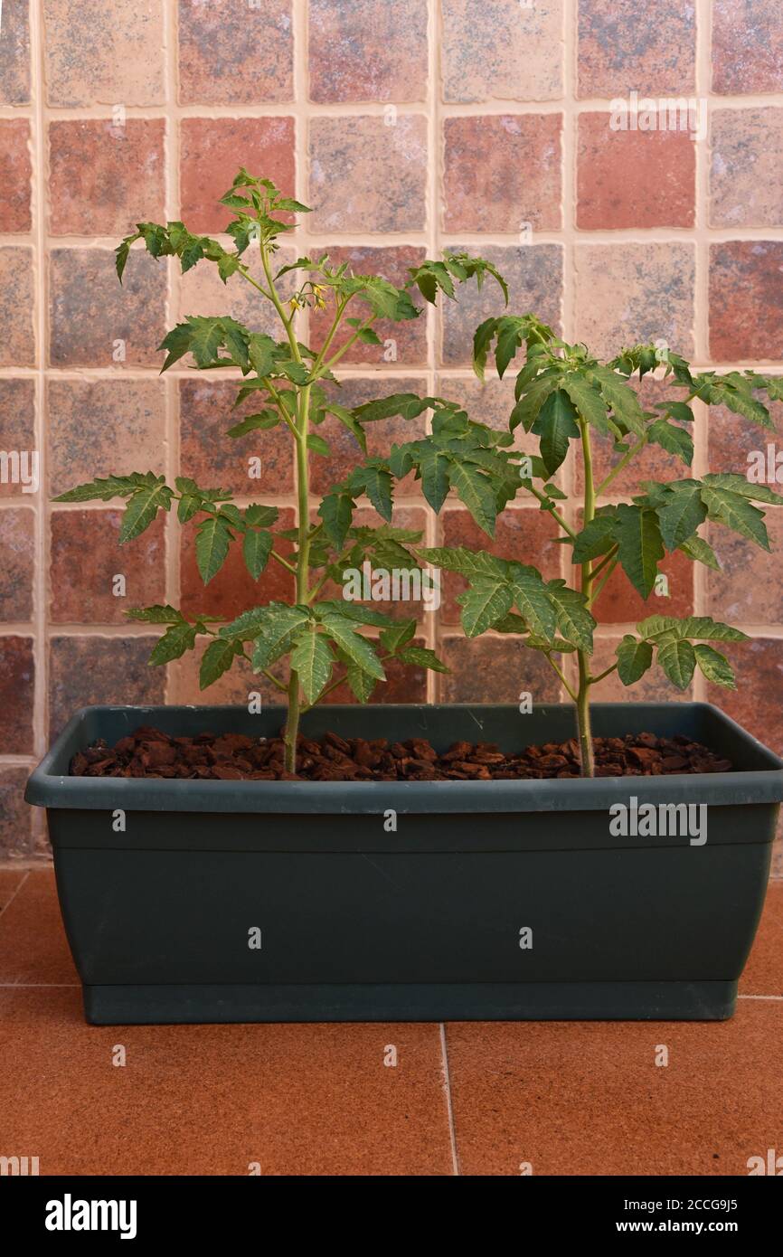 Growing cherry tomato plants in a pot on the balcony Stock Photo Alamy