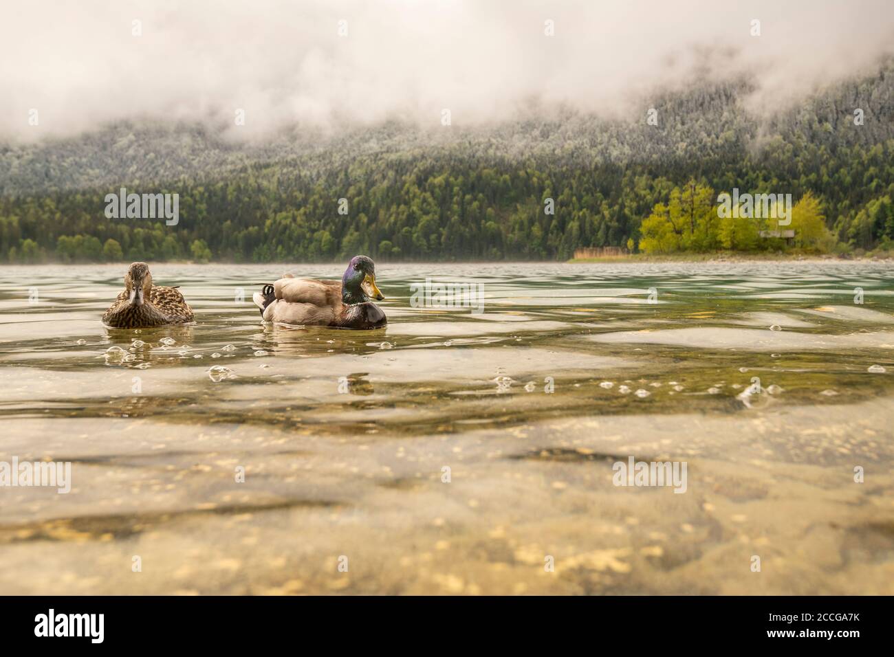 A curious pair of mallards on the banks of the Eibsee, in the background one of the islands and snow-covered forest with clouds in spring Stock Photo