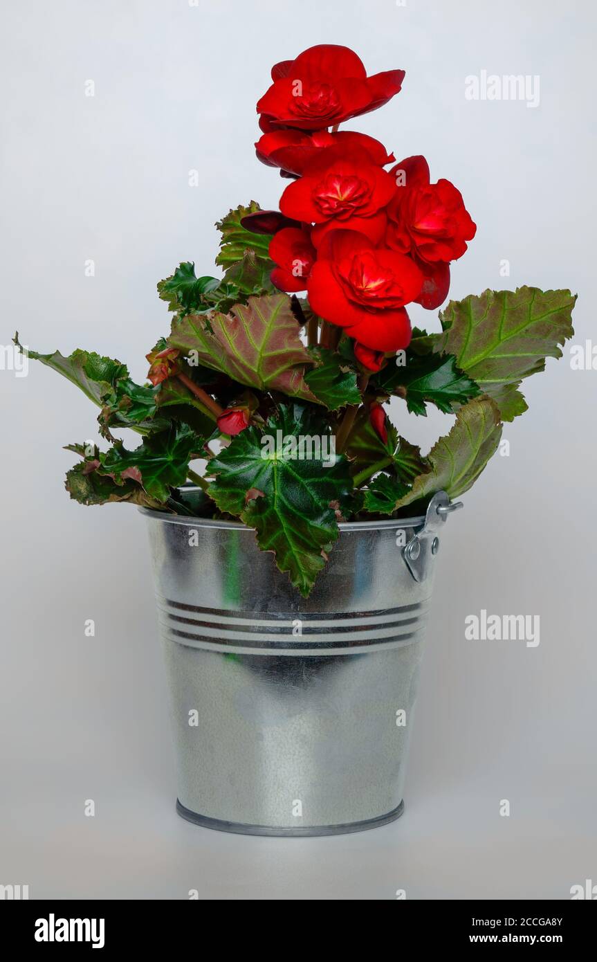 begonia red flower bouquet close-up, metal bucket pot, green leaves, details, bright background Stock Photo