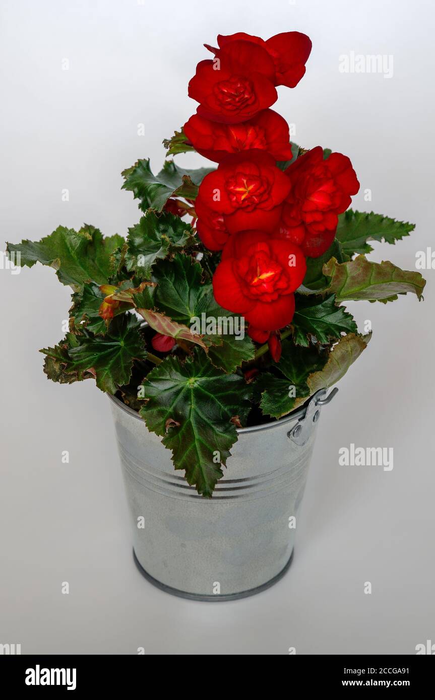 begonia red flower bouquet close-up, metal bucket pot, green leaves, details, bright background Stock Photo