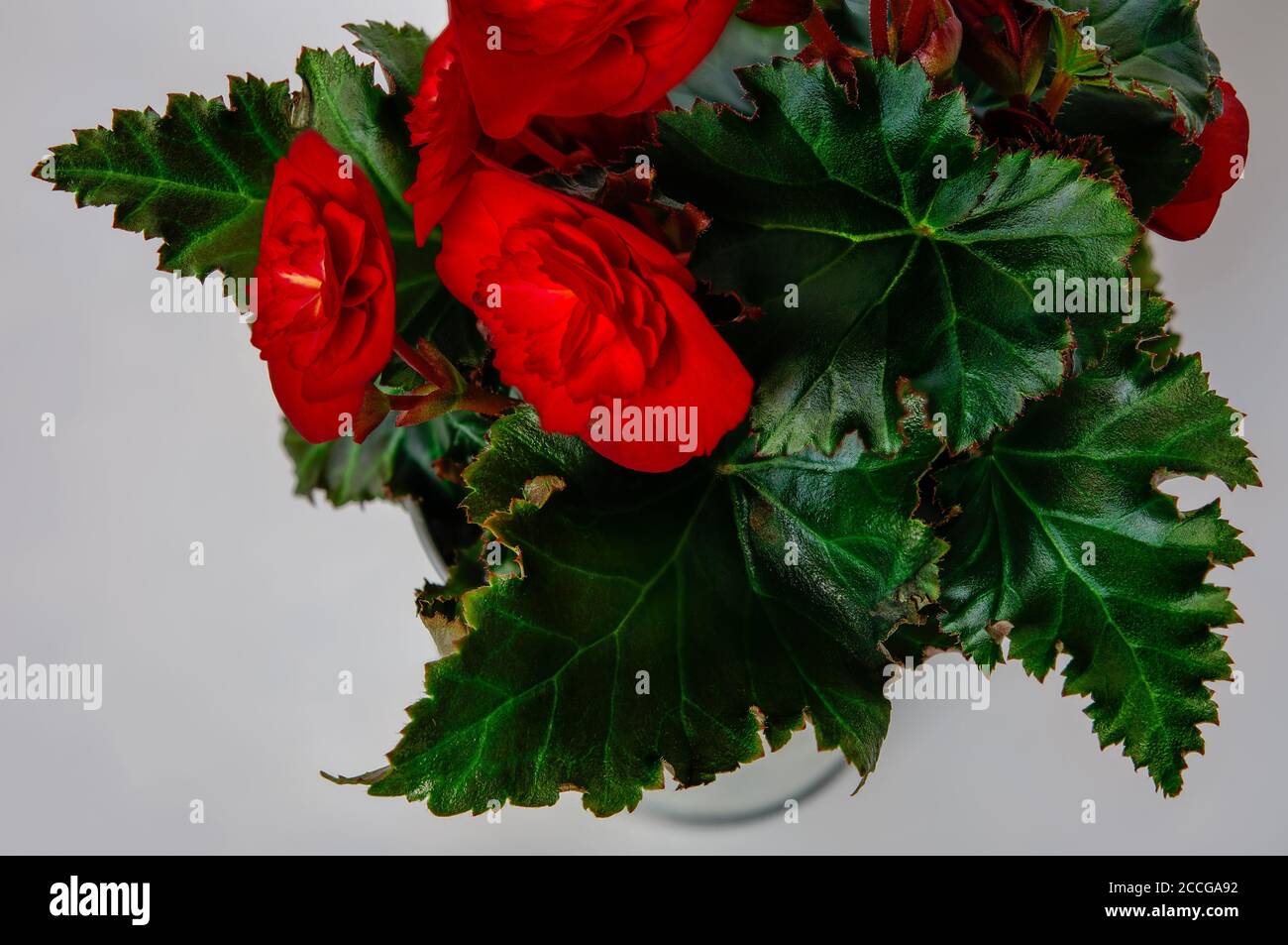 red begonia flowers, large macro of colorful petals and leaves, top view on light background Stock Photo