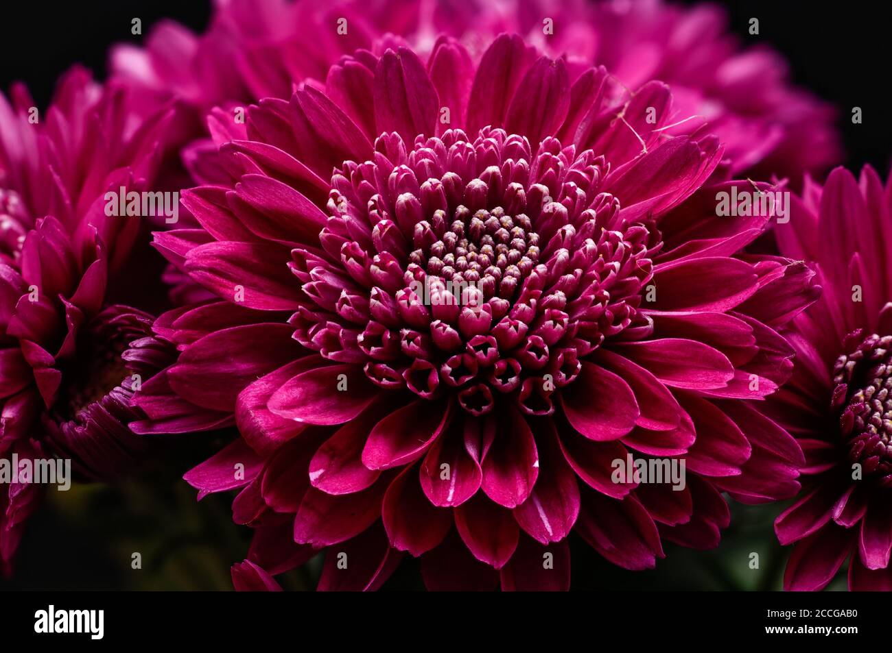 Chrysanthemum indicum hi-res stock photography and images - Alamy