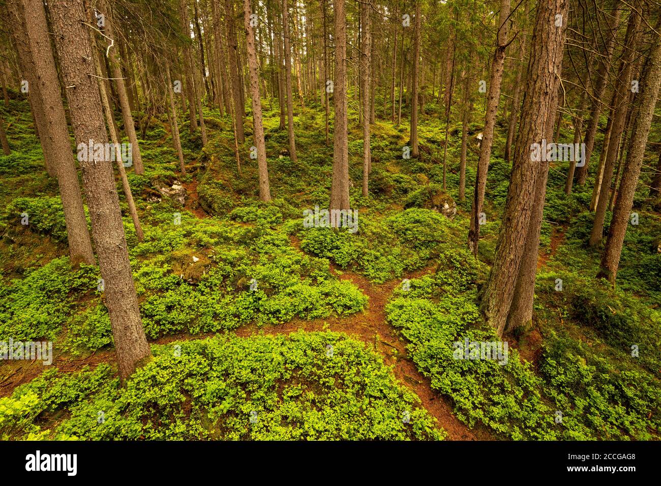 Forest path with fork between blueberry plants in the forest near the Eibsee near Garmisch-Partenkirchen in the Wetterstein Mountains. Stock Photo