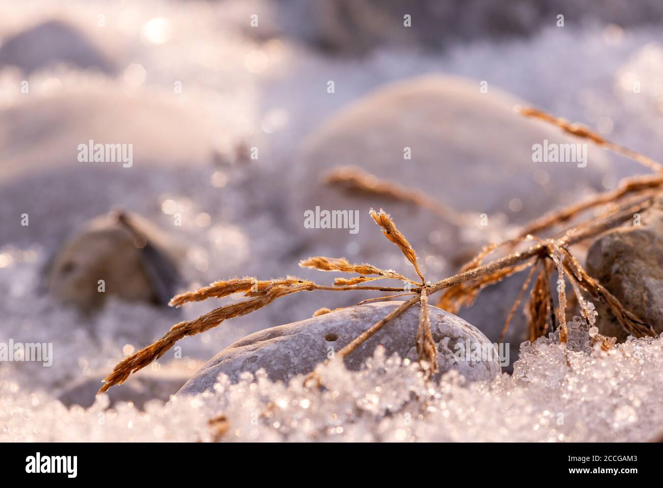 A frozen blade of grass between stones and ice crystals in the creek bed of the Isar Stock Photo