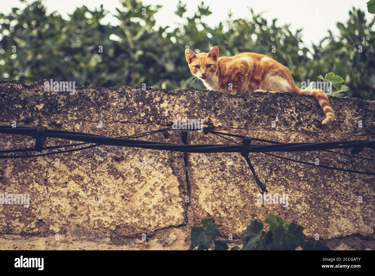 Cute ginger cat on a stone wall Stock Photo