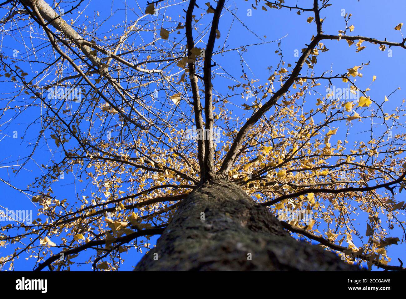 Low-angle shot of a tree in fall under the blue sky Stock Photo - Alamy