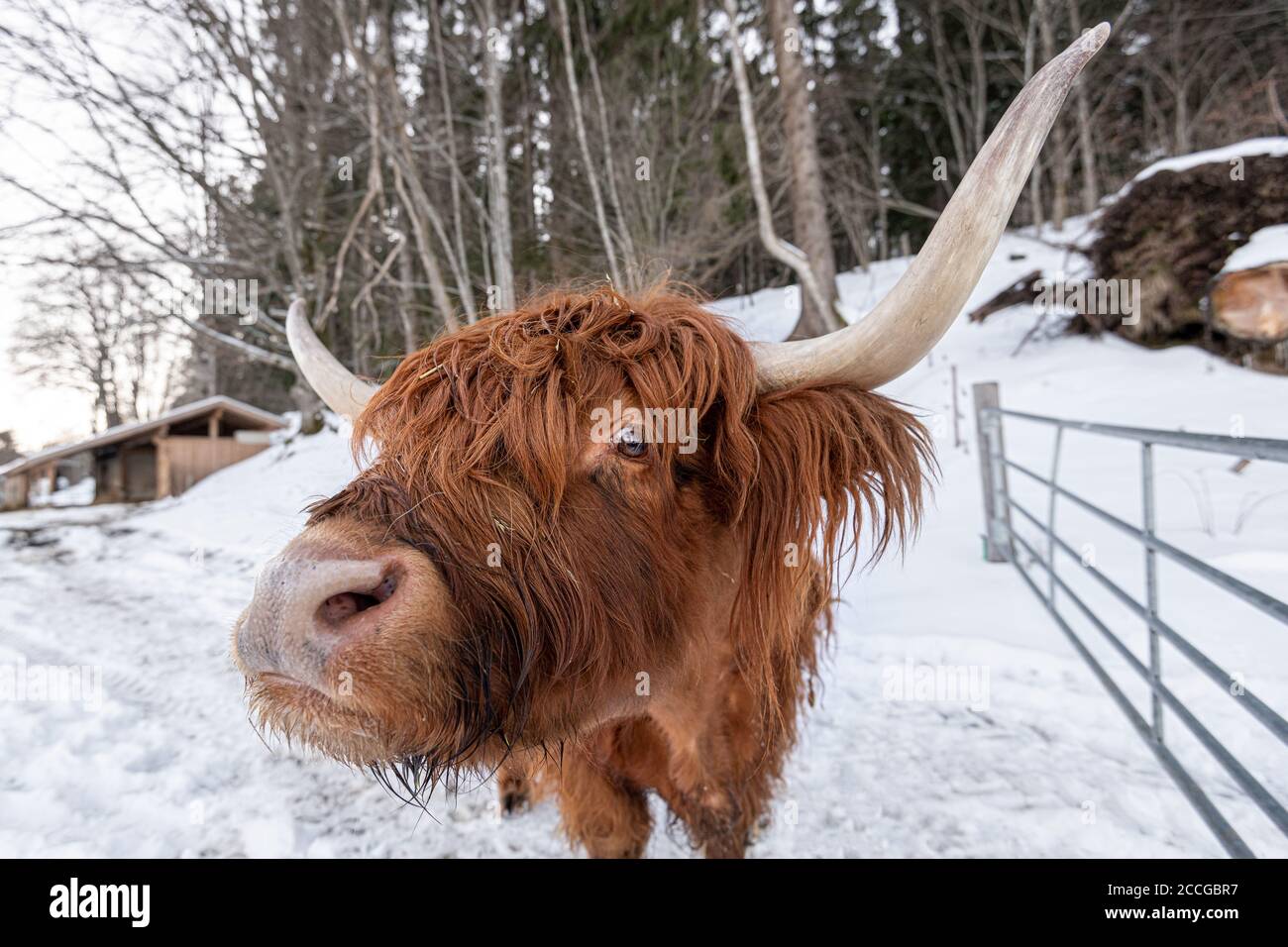Portrait of a Scottish highland cattle at Lake Walchen in the gate ...