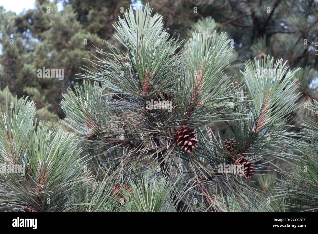Closeup of pine tree branches and leaves outdoors during daylight Stock ...