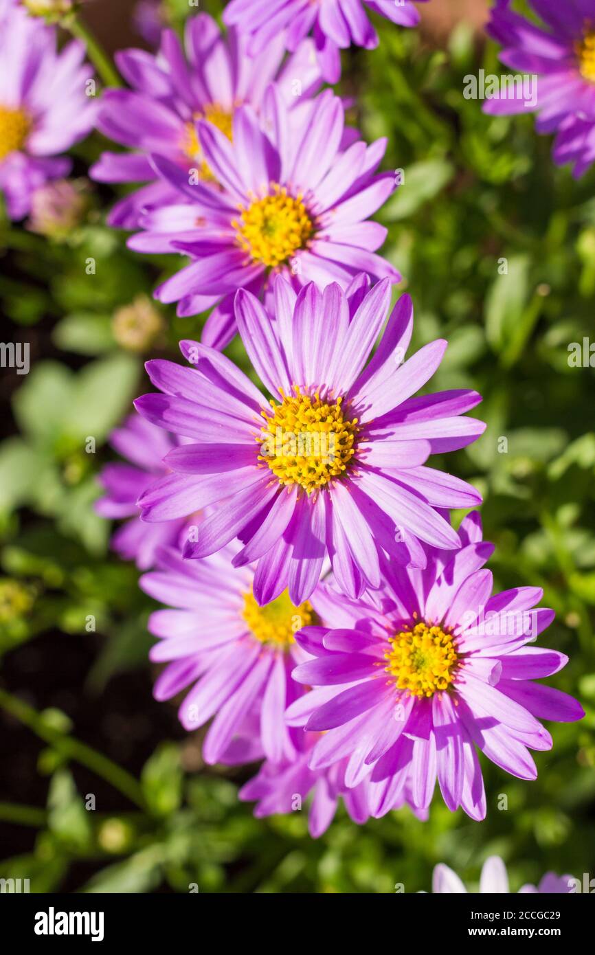 Aster frikartii 'Floras Delight' daisy flowers Stock Photo