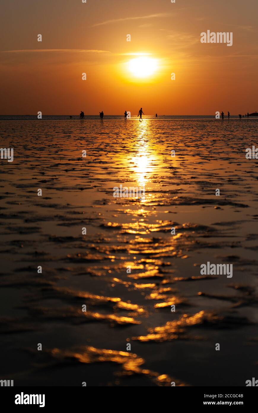 People walking on the wide mudflap beach in the sunset off Buesum. A ...