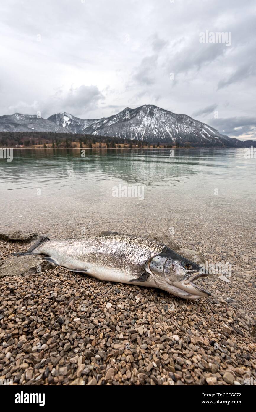 A rare treasure from the Walchensee, dream of many anglers. A massive lake trout in early spring on the banks of the Walchensee with Herzogstand and H Stock Photo