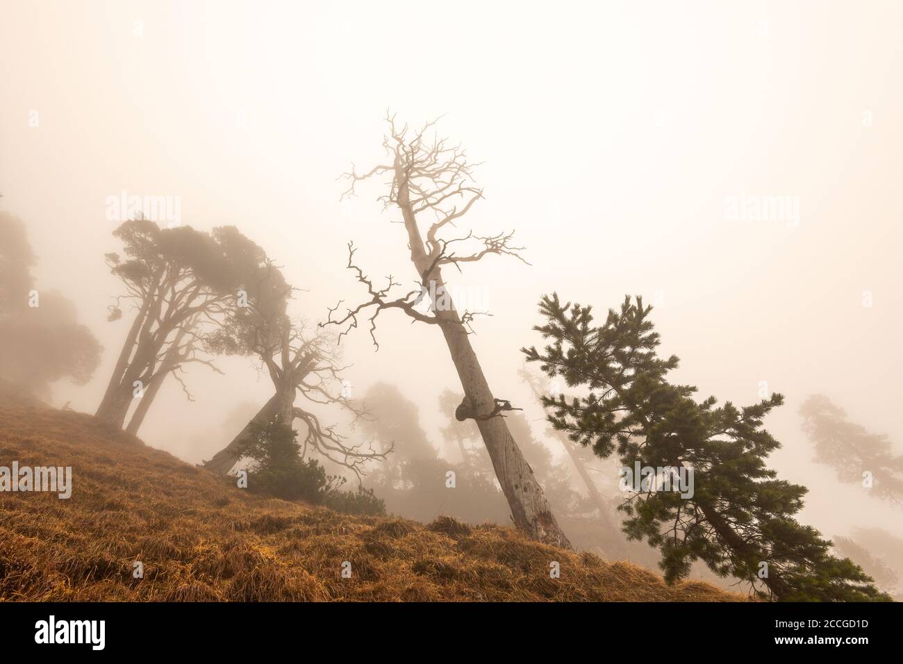 Pine trees and other trees in the fog at the Herzogstand. One of Munich's local mountains in the Ester Mountains, the Bavarian Prealps. Steep uphill, Stock Photo